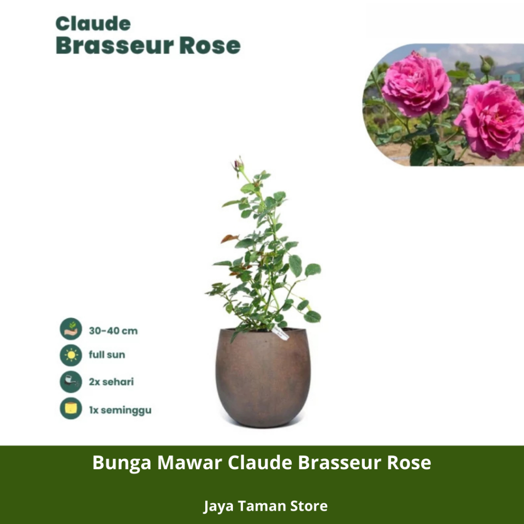 Promo COD Tanaman Bunga Mawar Claude Brasseur Rose - Promo Murah Bunga Mawar