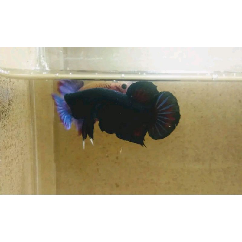 cupang aduan Thailand