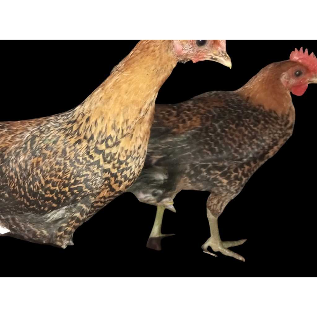 ayam arab jago / ayam jago arab kampung/anakan ayam arab jantan umur 2 bulan