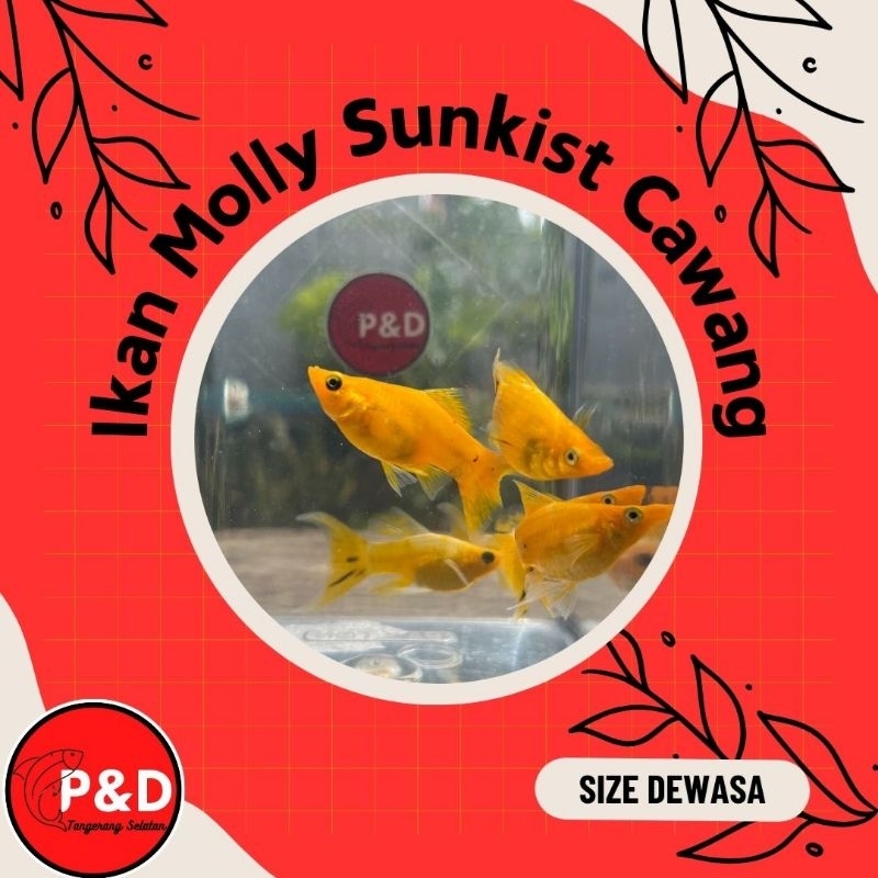 Ikan Molly Balon Sunkist Cawang Lyretail Hiasan Aquarium Aquascape
