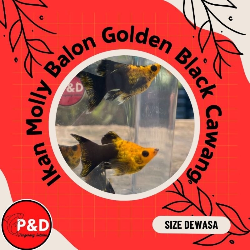Ikan Molly Balon Golden Black Cawang Lyretail | Molly Balon Golden Black Cawang | Hiasan Aquarium Aq