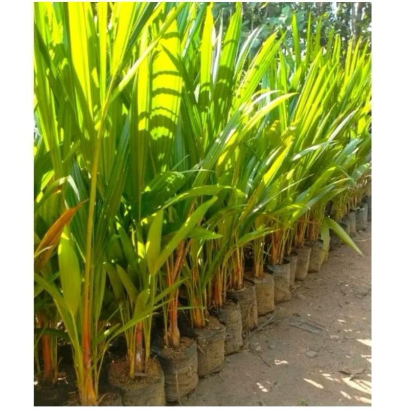 Tanaman Hias Palem Merah Tinggi 50cm-Palem Merah