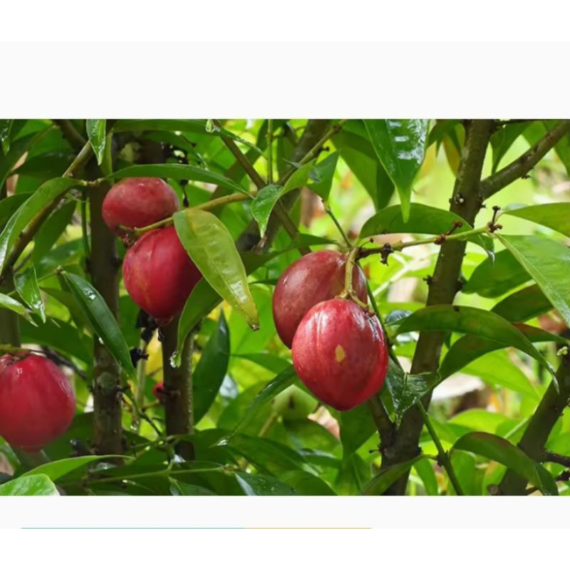 

Jual Mahkota Dewa per 5 Butir
