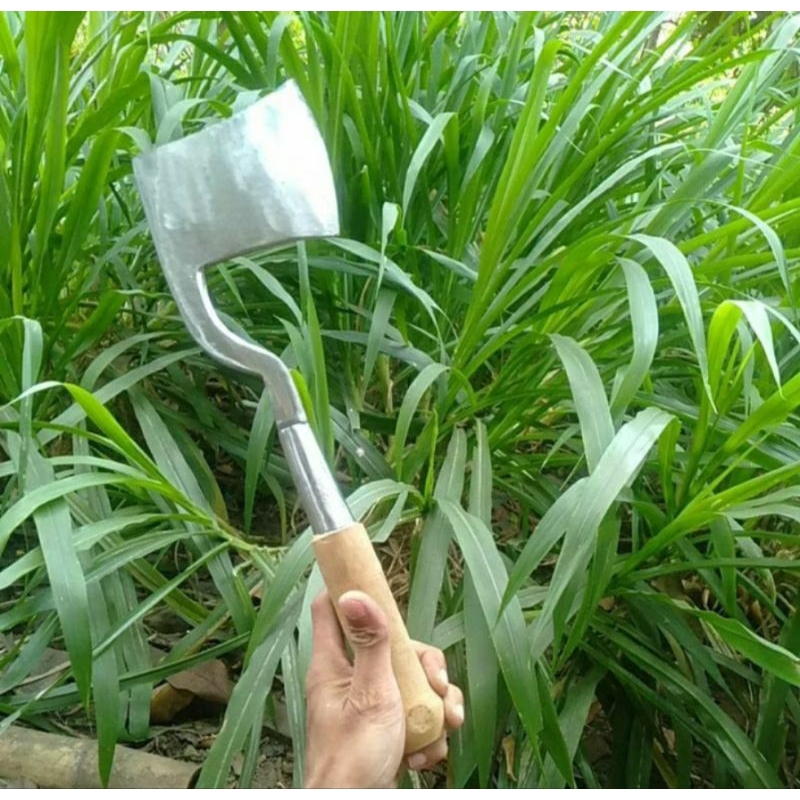 PENGUPAS KELAPA | KAMPAK CINA CACAH TULANG, BAMBU KAYU | KAMPAK POTONG