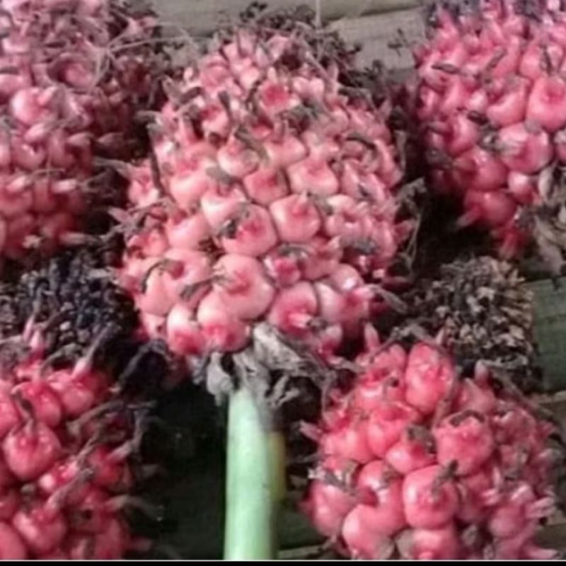 

buah kecombrang,atau buah honje.per butir