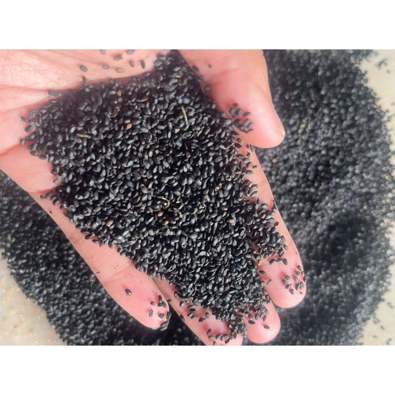 

Biji selasih Kulitas premium 1Kg Termurah #Selasih #Bijiselasih