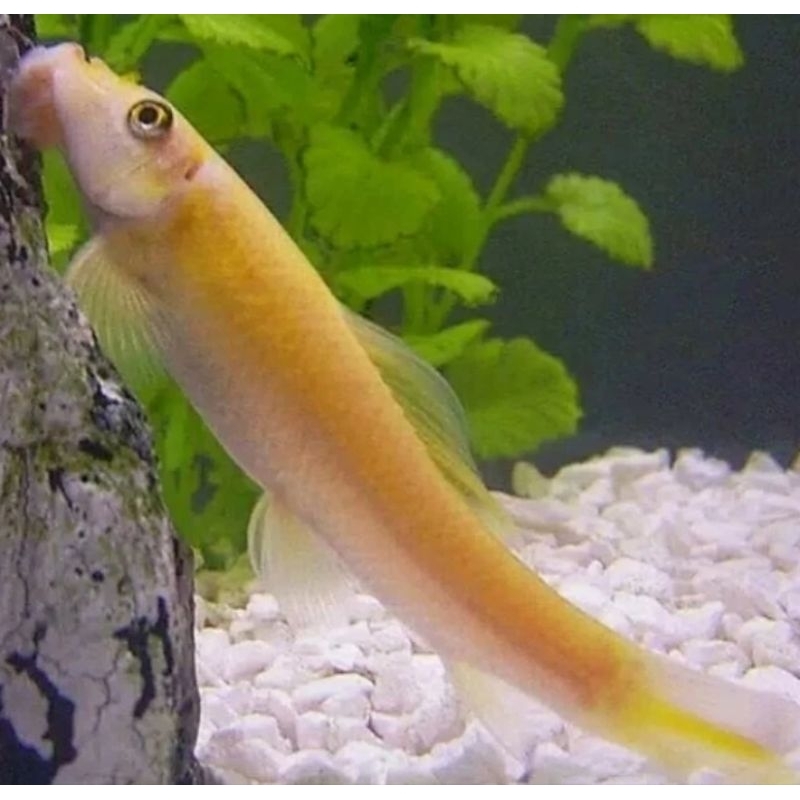 Chinese Algae Eater - Ikan Pembersih Lumut Algae Aquascape