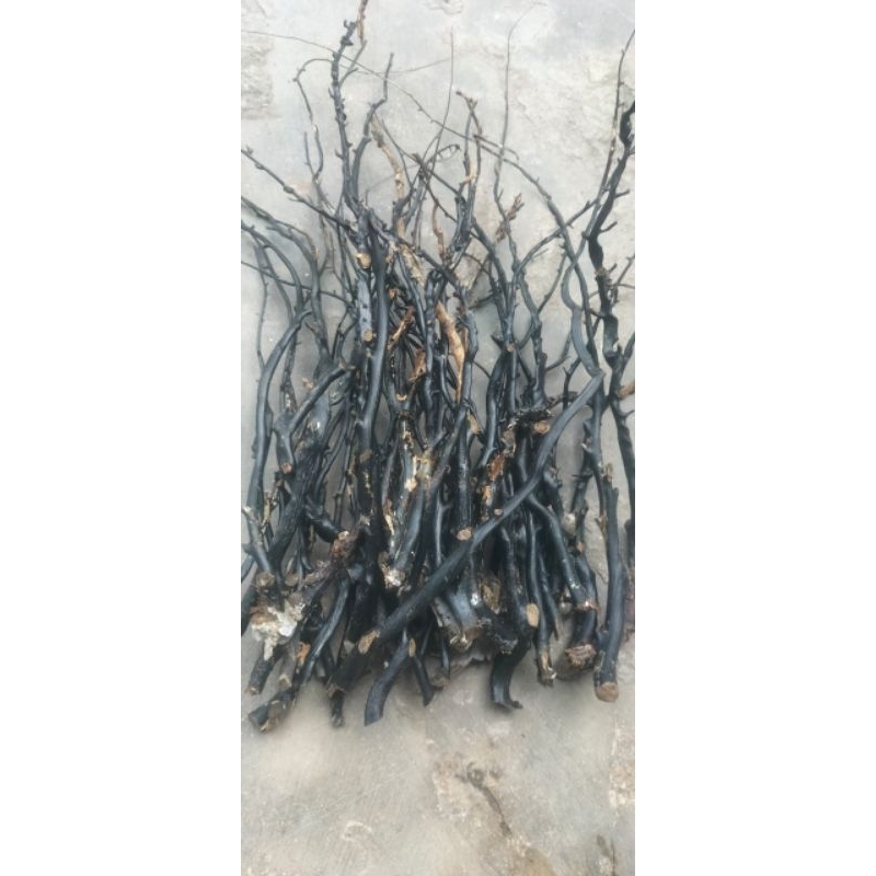 Bahan akar Bahar hitam size kantor