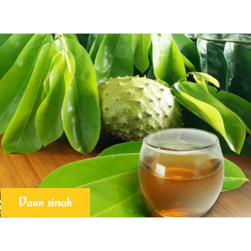 

Daun sirsak segar 100LEMBAR di petik sa'at di order.