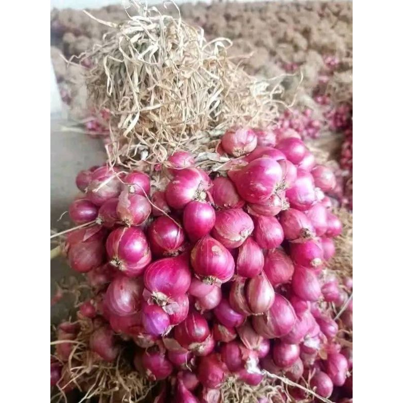 

Bawang Merah Brebes Super Kering Lokal