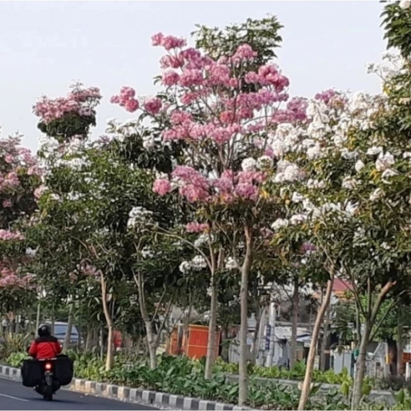 tanaman hias pohon tabebuya 2 meter
