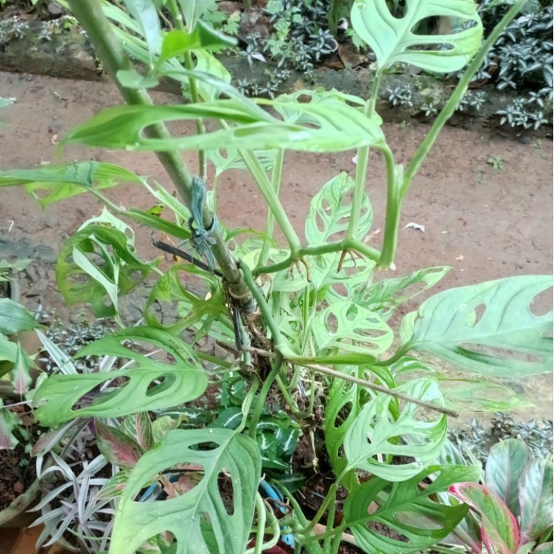 Tanaman Hias Monstera Janda Bolong Besar