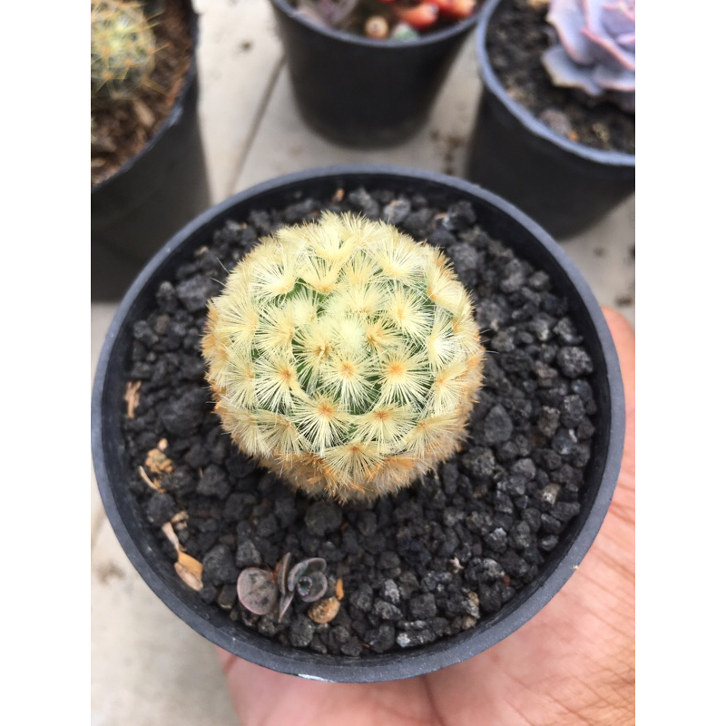 mamilaria carmenae yelow