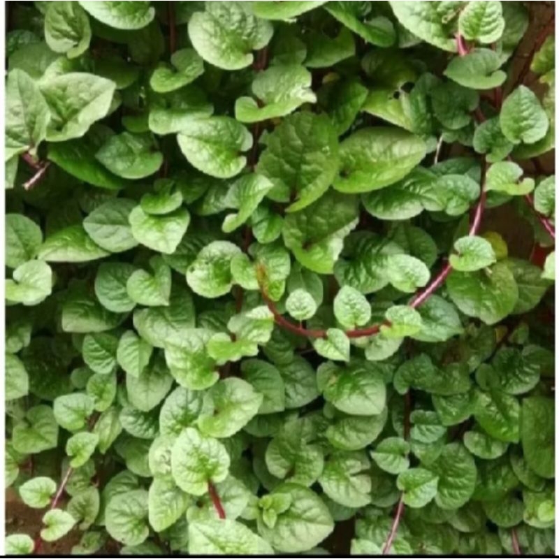 

daun binahong 250 gram fresh