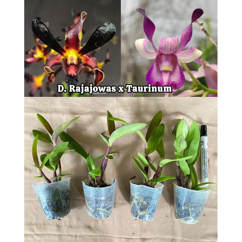 Anggrek Hitam Dendrobium Rajajowas x Taurinum