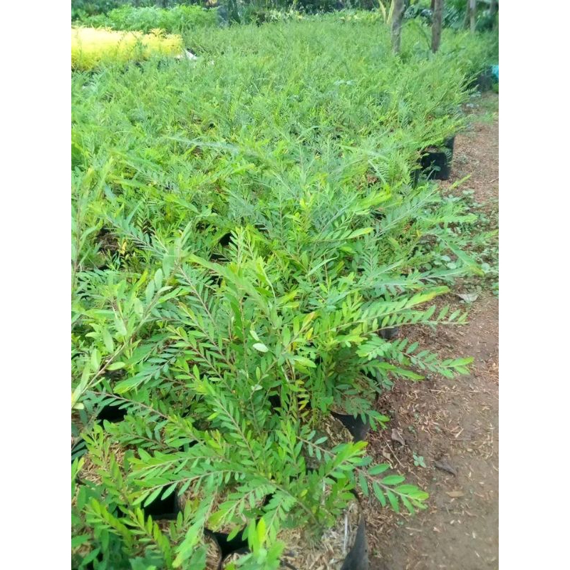 tanaman hias cendrawasih / tanaman hias cendrawasih