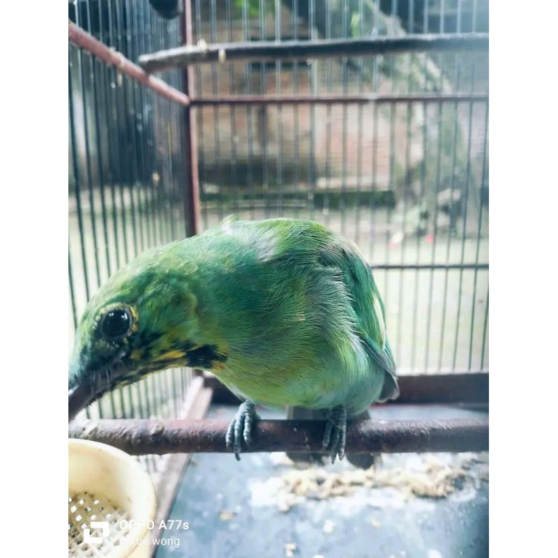 cucak hijau Trotol Jantan cak ijo trotolan burung Trotolan