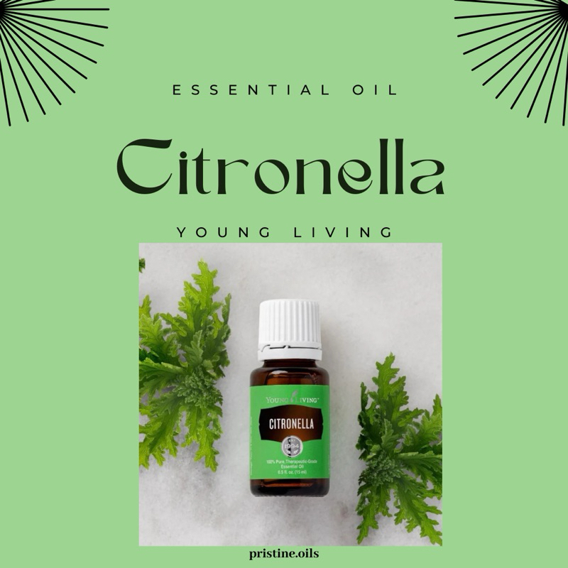 CITRONELLA YOUNG LIVING ESSENTIAL OIL | 15 ML