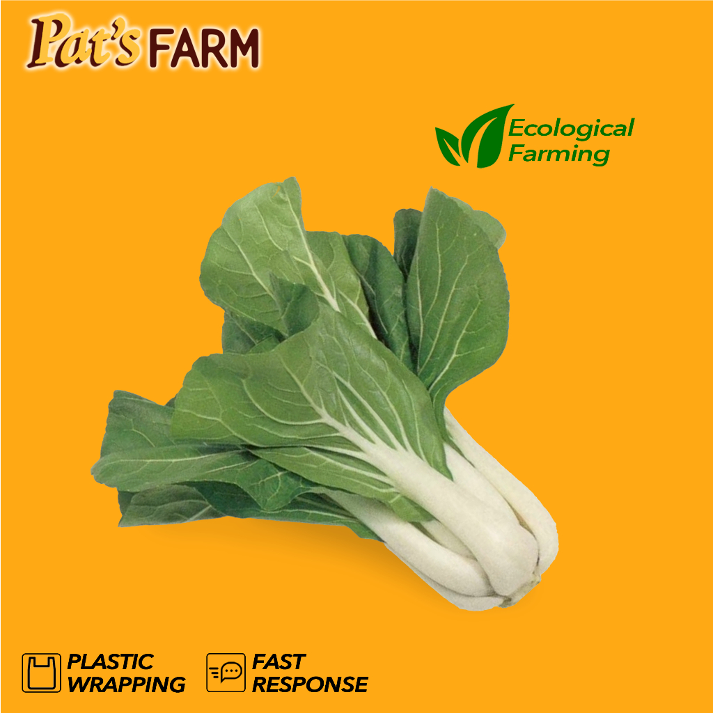 

Pakcoy Putih (Pak Choy)