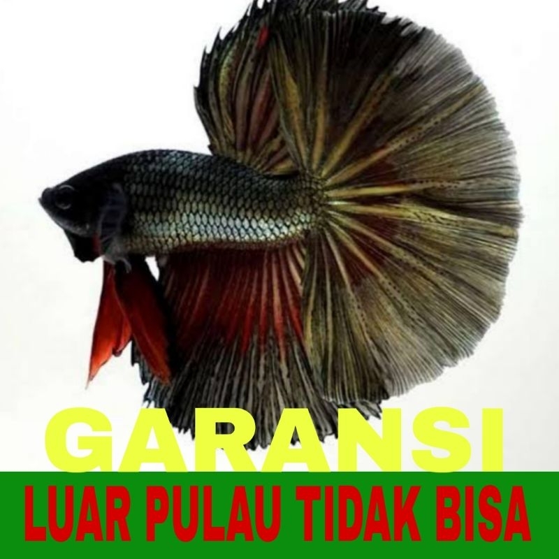 ikan cupang halfmoon sz L isi 10 bergaransi
