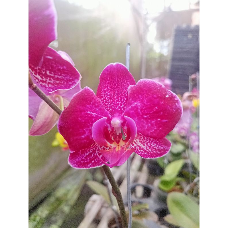 anggrek bulan grade B maroon magenta tua bercak pink phalaenopsis hybrid bunga jumbo kondisi knop me