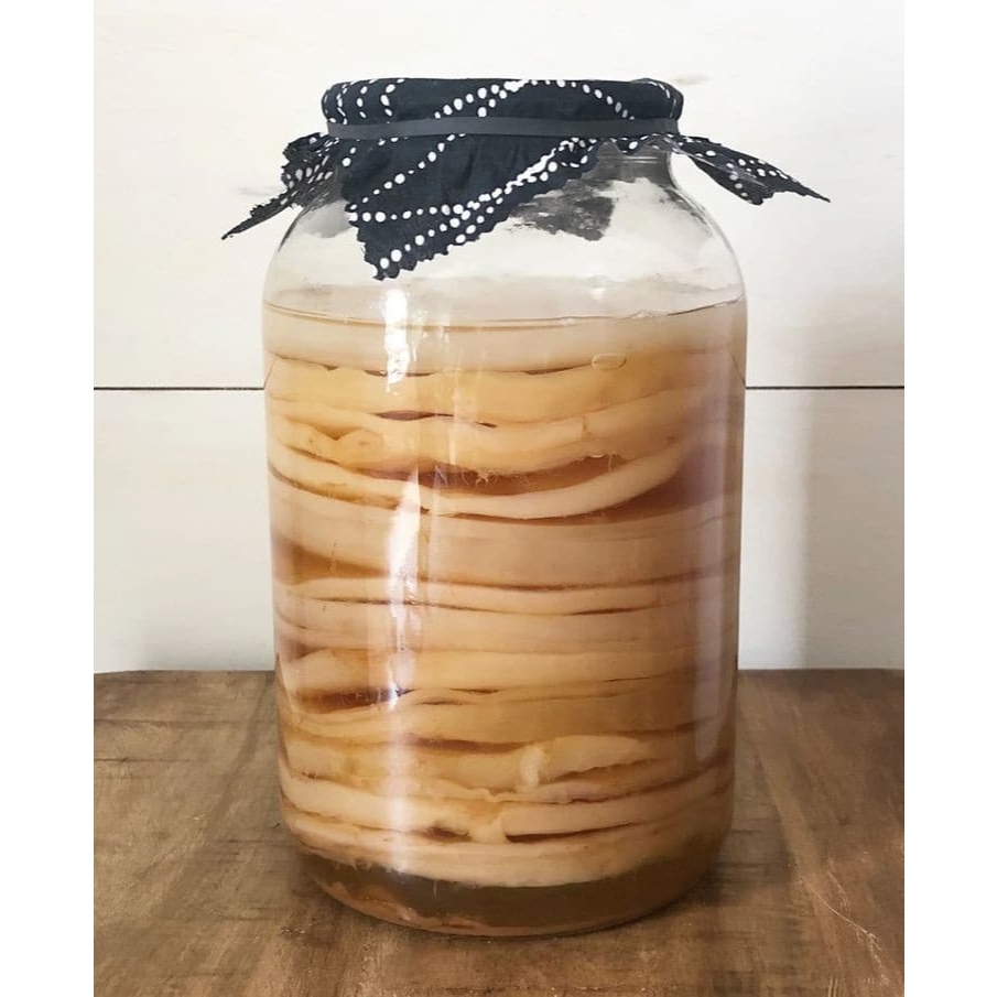 BIBIT Jamur Kombucha Scoby + Starter