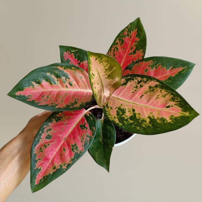 tanaman hias aglonema red kocin/aglonema red kocin