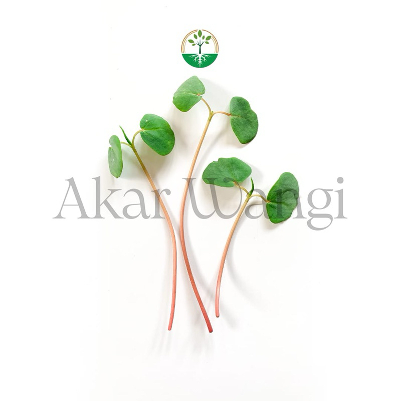 

Microgreen Buckwheat Akar Wangi