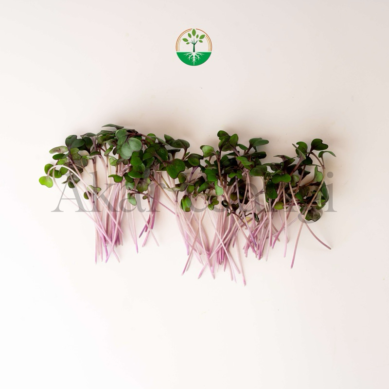 

Microgreen Red Cabbage Akar Wangi