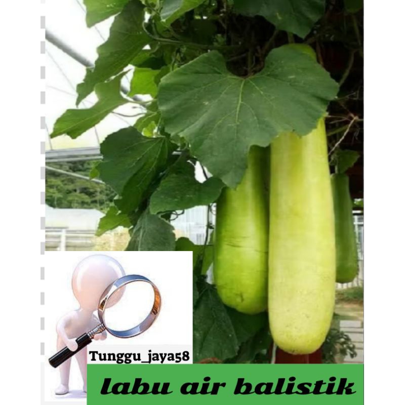 

BANTING HARGA!!! BENIH LABU AIR BALISTIK benih unggul tanaman sayur mudah
