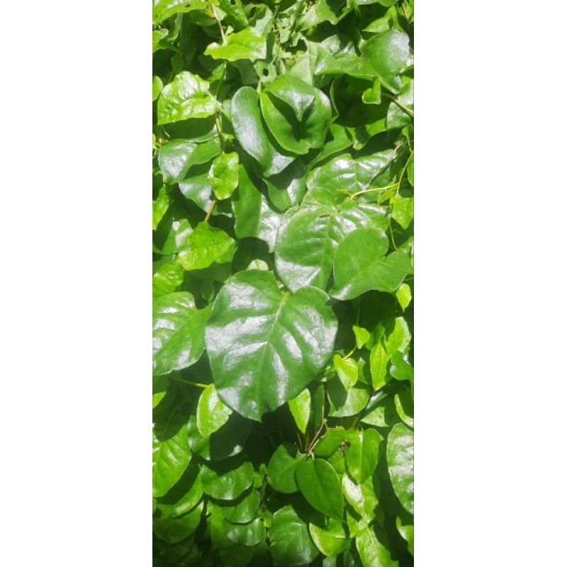 

Daun Binahong Segar 1 kilo untuk diet turun BB asam urat dll