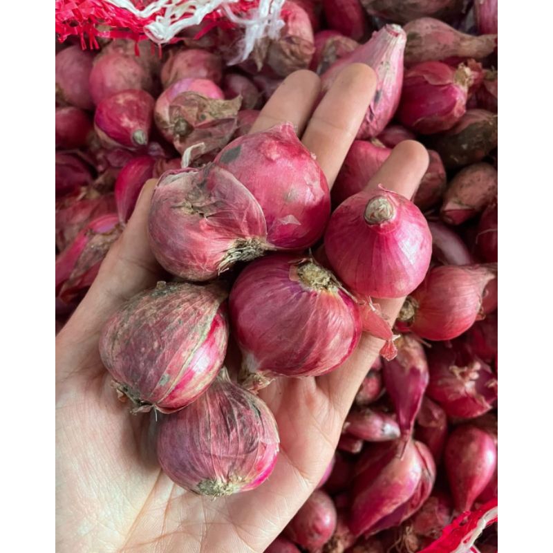 

Bawang Merah Super Bawang Merah Segar Bawang Merah