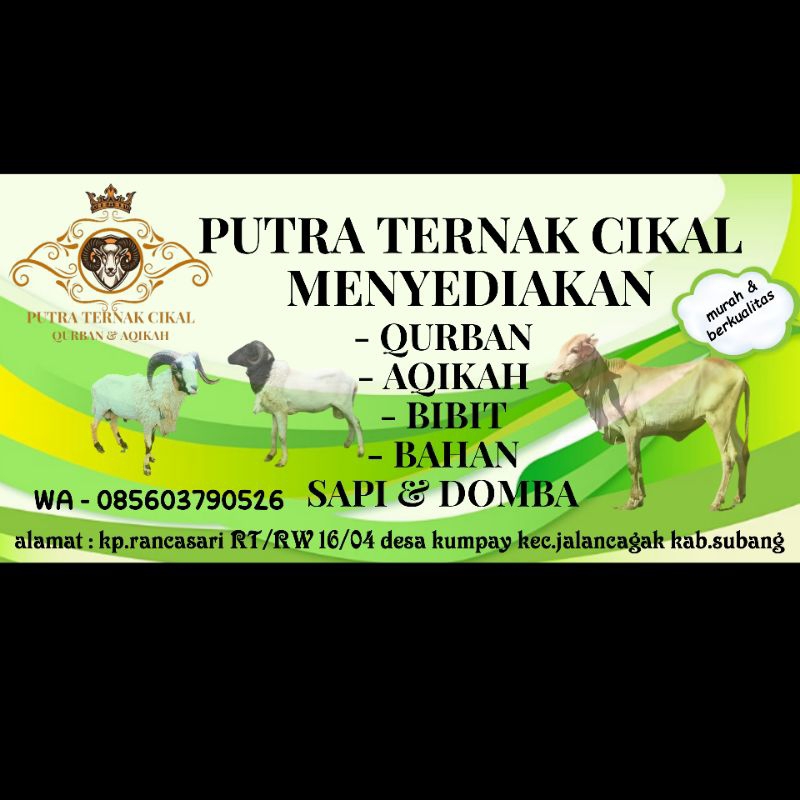 

hewan qurban dan aqikah menerima pesanan cetring