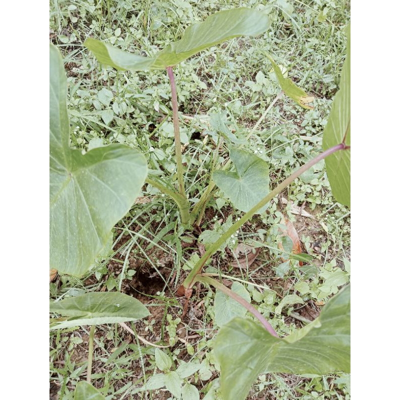 bibit talas bogor isi 5pohon