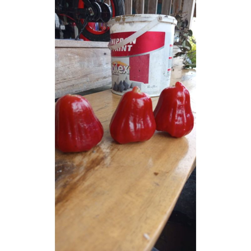 

jambu air citra muria kecil 1 kg