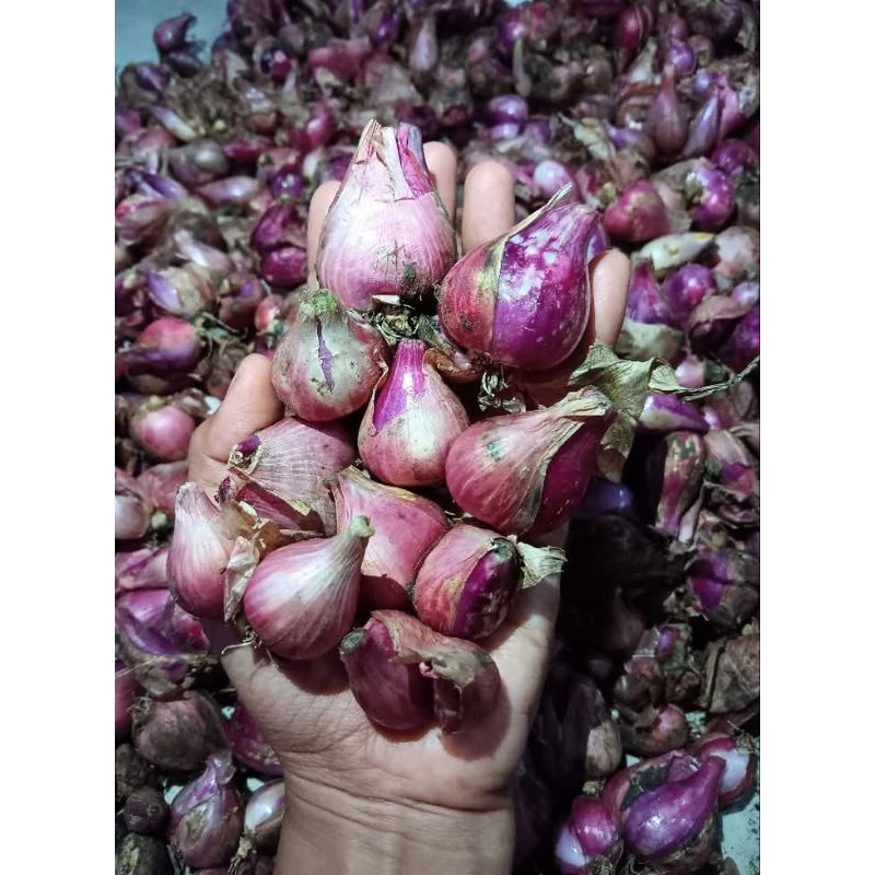 

Bawang Merah Super Nganjuk 1kg