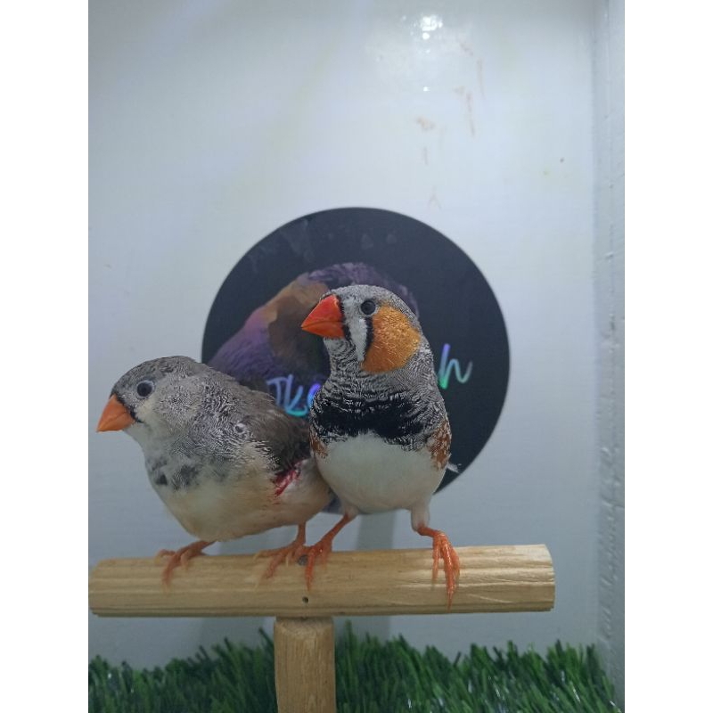 ZEBRA FINCH NGxBB SEPASANG