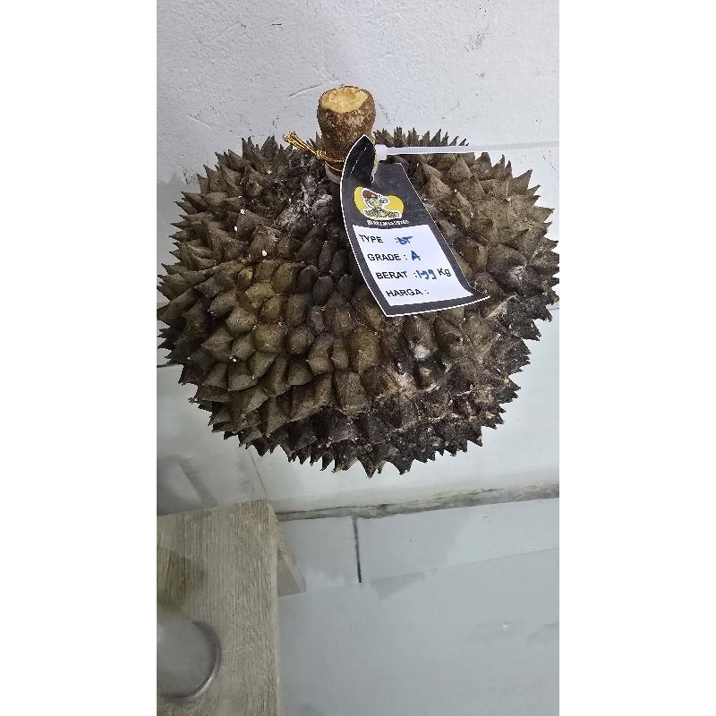 

Durian Black Thorn