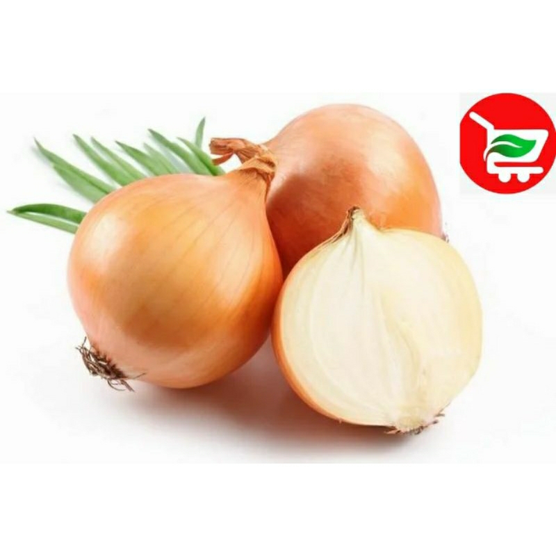 

bawang bomby pilihan