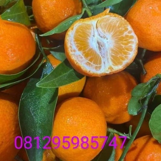 

JERUK SANTANG BIRMA MANIS NO ASEM PERDUS GROSIR