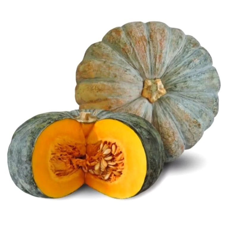 

Jual benih waluh kuning bulat super isi 50 biji unggul