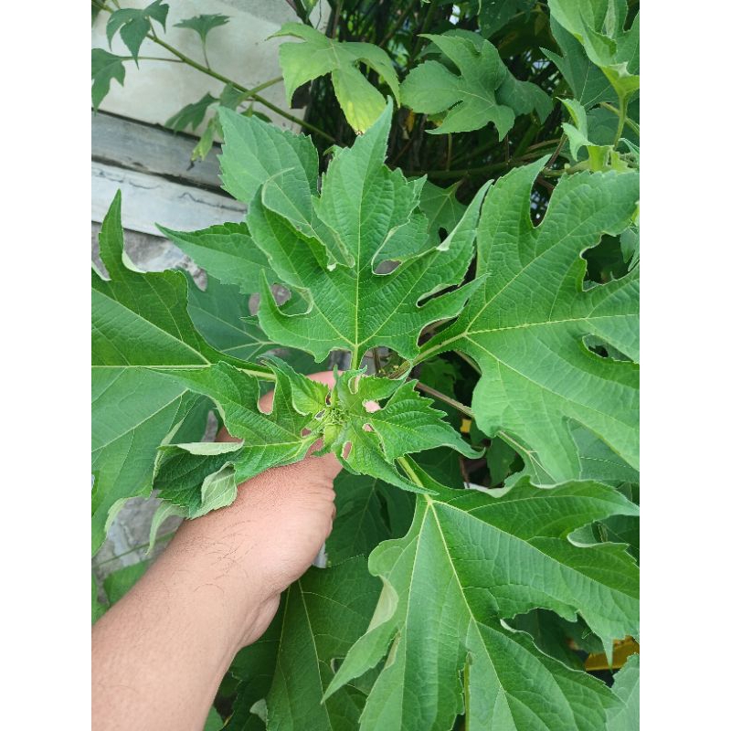 

Daun Insulin Daun Kipahit Daun Pahitan Daun Kipait