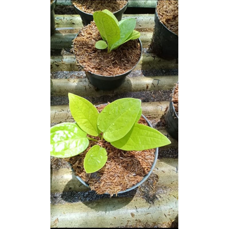 antorium jemani golden