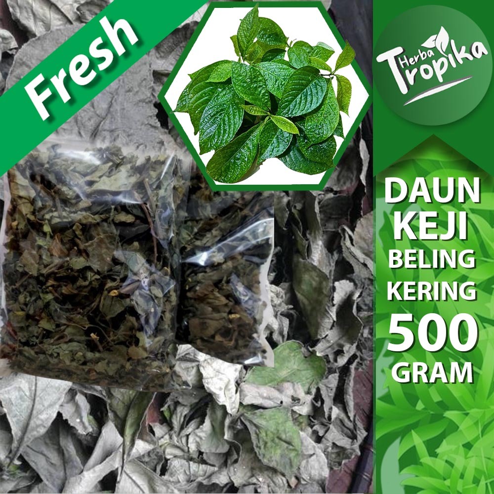 

Daun keji Beling/Pecah Beling kering 500 gram herbal alami toko herba tropika