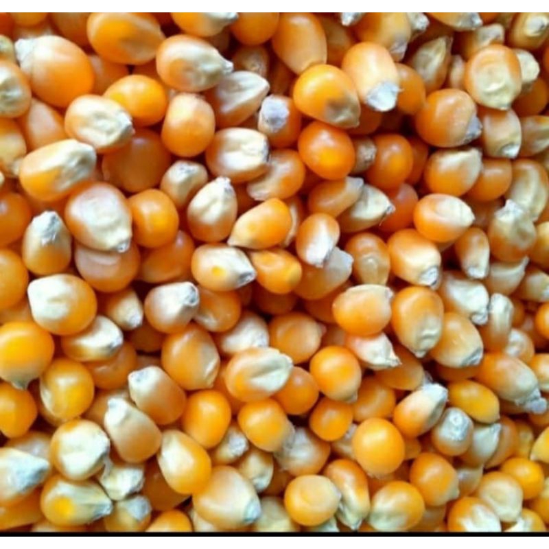 

jagung popcorn pop corn mentah