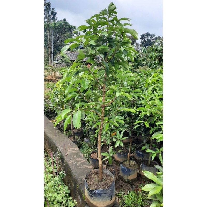 Bibit jambu jamaika
