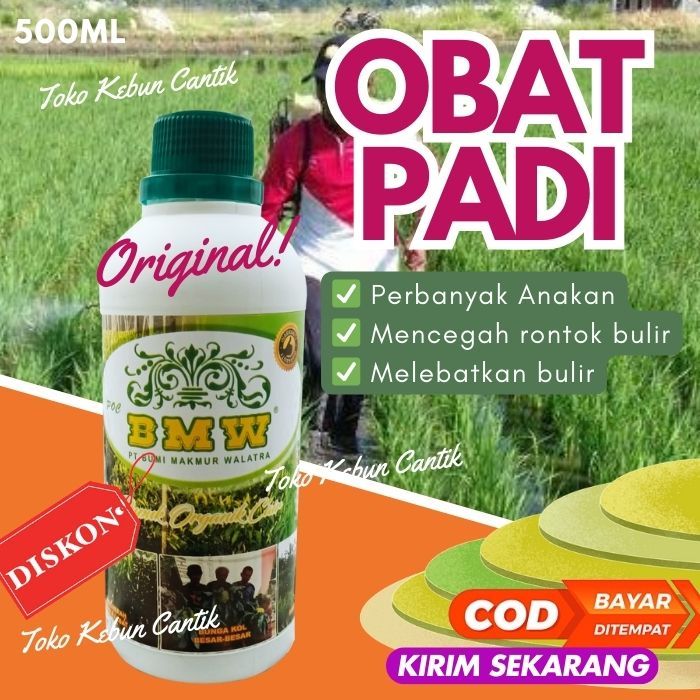 Pupuk Padi BMW - Pupuk Terbaik untuk Perbanyak Anakan Padi, Meningkatkan Hasil dan Kualitas Padi di 