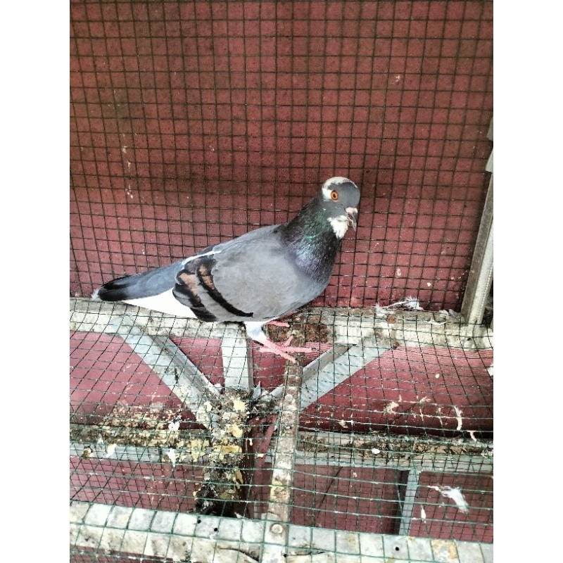 burung dara betina dewasa blantong