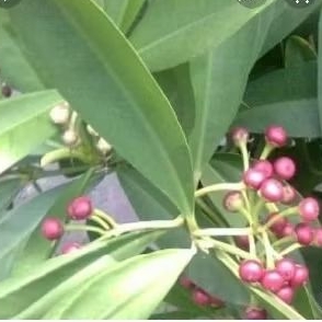 

DAUN REMPENEN/LAMPENI(ARDISIAELLEPTICA)500GRM