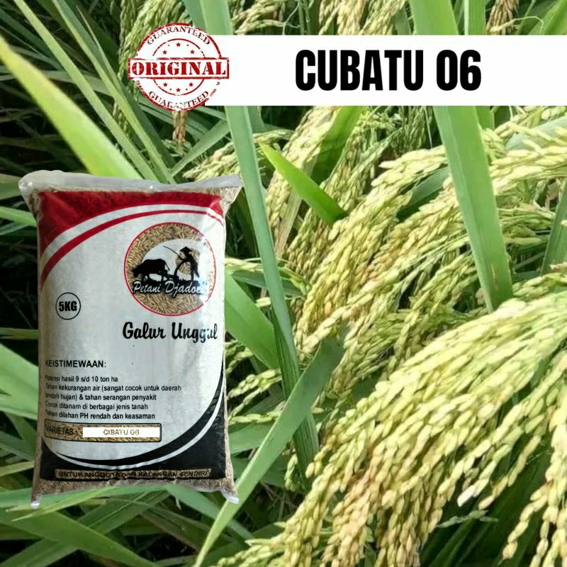 Benih Padi Bibit padi CIBATU 06 Original 5 Kg